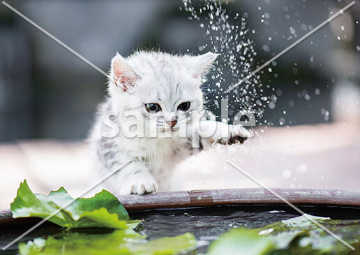 [6月] 猫の水遊び