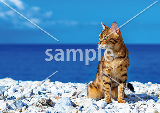 [7月] ビーチでお散歩