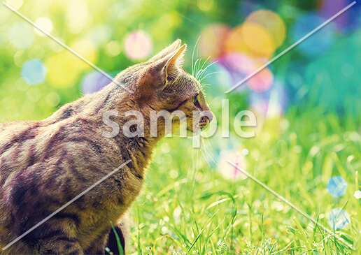 [8月] 草むらのさんぽ