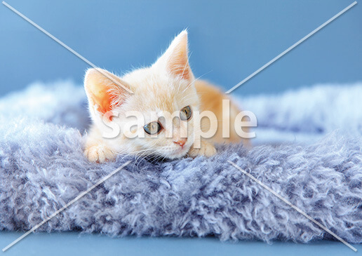 [9月] 生まれたての子猫