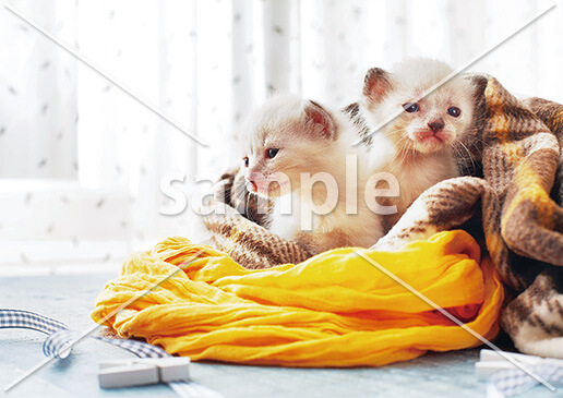 [10月] 仲良し兄弟