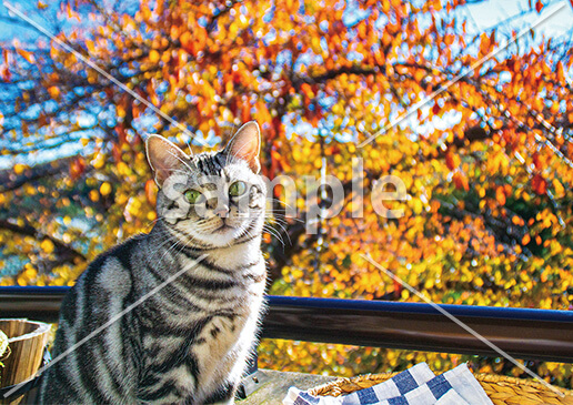 [11月] 秋晴れの紅葉とともに