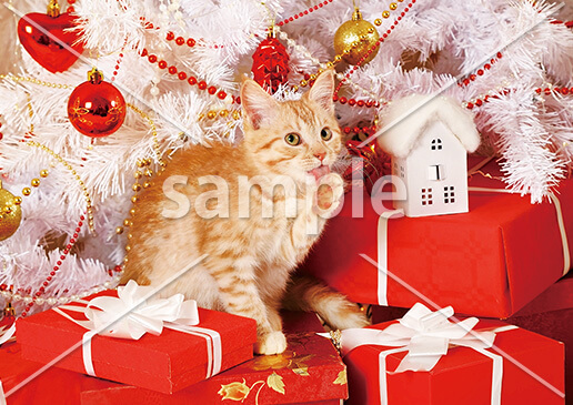 [12月] クリスマスツリーと猫