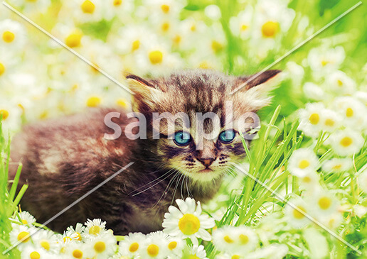 カモミール畑の子猫