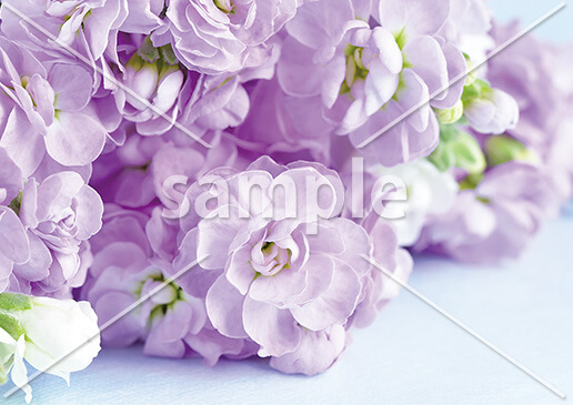 [6月] ストックの花束