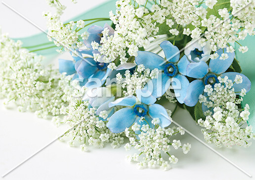 [7月] ブルースターとレースフラワー