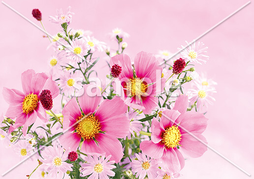 [9月] ピンクのコスモス