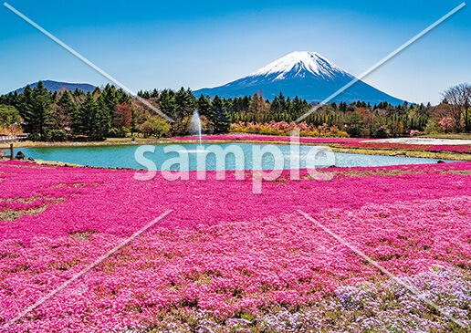 [5月] 富士山と芝桜