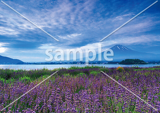 [7月] 富士山とラベンダー