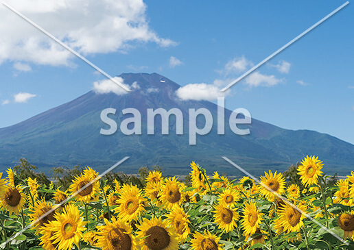 [8月] 富士山とヒマワリ