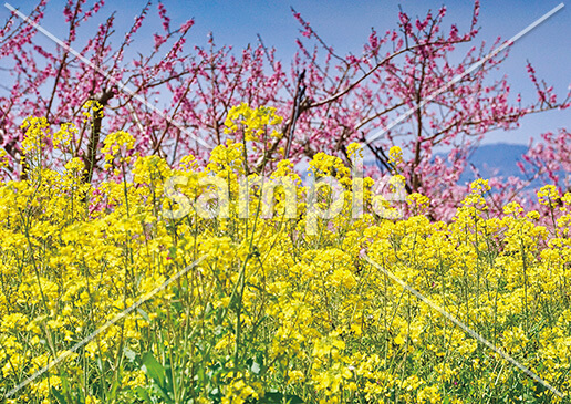 [3月] 菜の花と桃の花