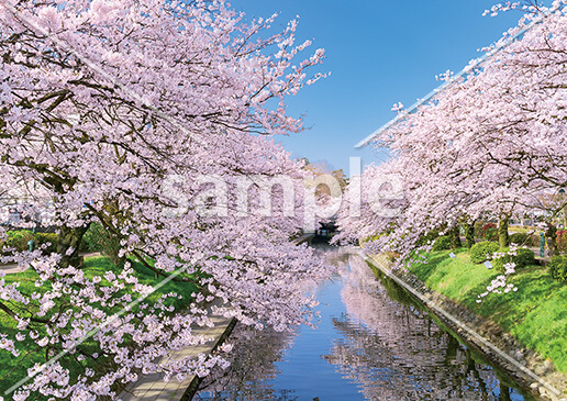 [4月] 松川沿いの桜並木