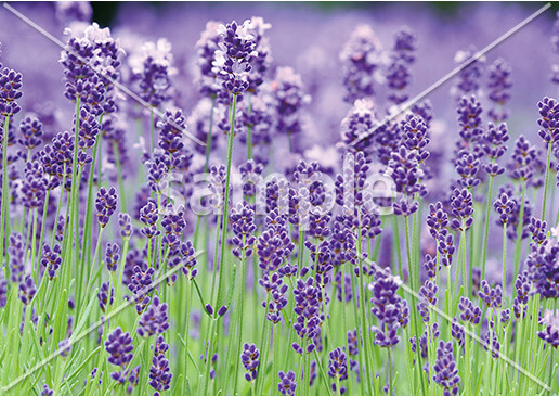 [6月] ラベンダー畑