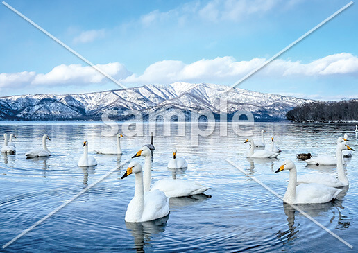 [12月] 屈斜路湖と白鳥
