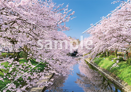 松川沿いの桜並木
