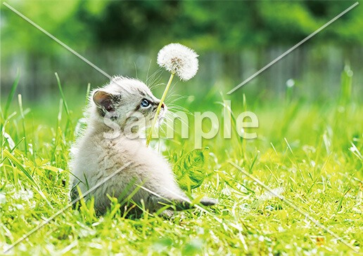 [4月] たんぽぽの綿毛