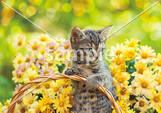[5月] 黄色い花に囲まれて
