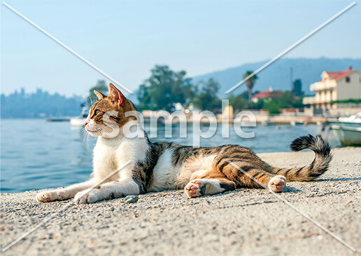 [8月] 海を見つめる
