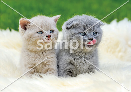 [9月] ふわふわの毛布