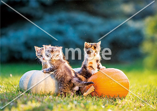[10月] かぼちゃで遊ぶ