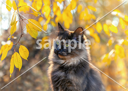 [11月] 色づく葉っぱ