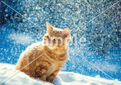 [1月] 雪の日