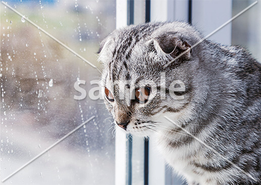 [6月] 雨の日