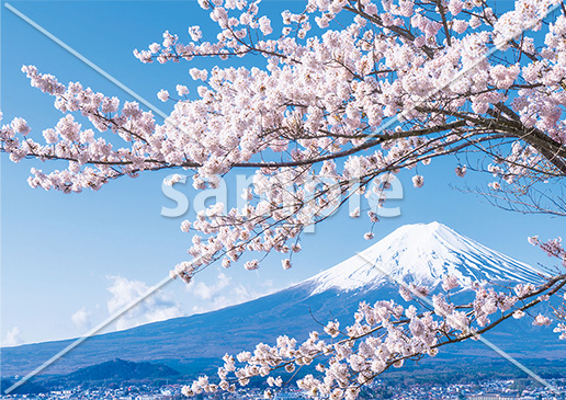 [4月] 満開の桜と富士山