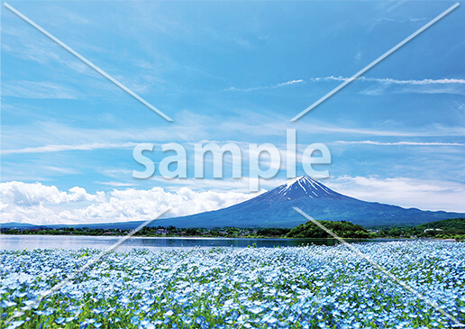 [5月] 一面のネモフィラ