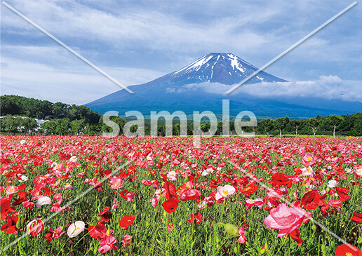 [6月] ポピーの花畑