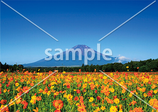 [9月] 満開のコスモス