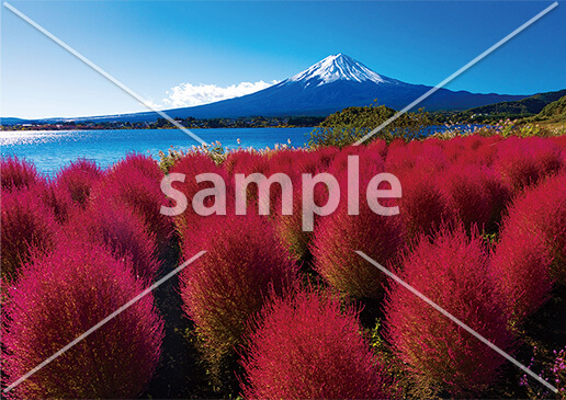 [10月] 紅葉したコキア