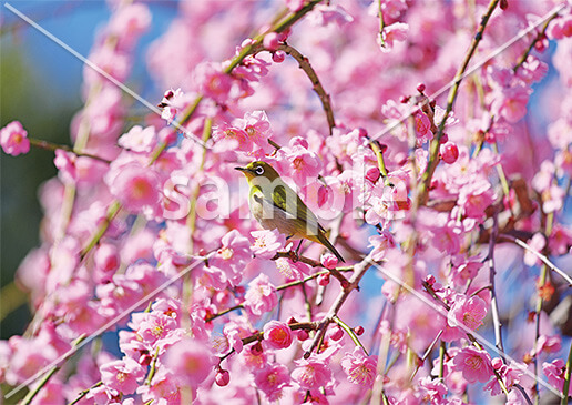 [2月] しだれ梅とメジロ