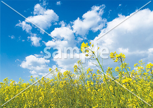 [3月] 春の菜の花