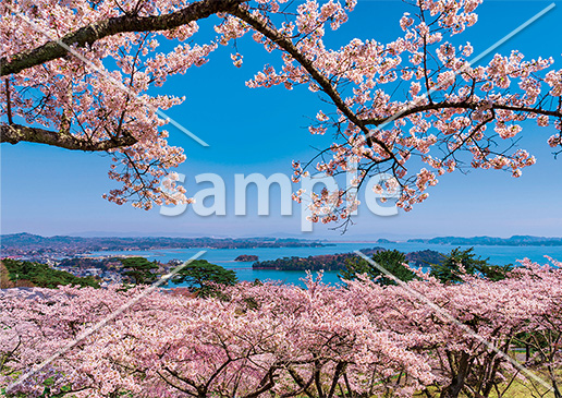 [4月] 桜と松島湾