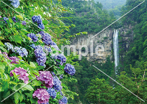 [6月] 那智の滝の紫陽花