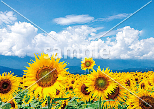 [8月] 明野のひまわり畑