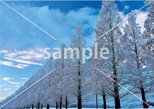 [12月] マキノのメタセコイア並木