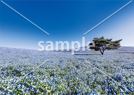 快晴のネモフィラ