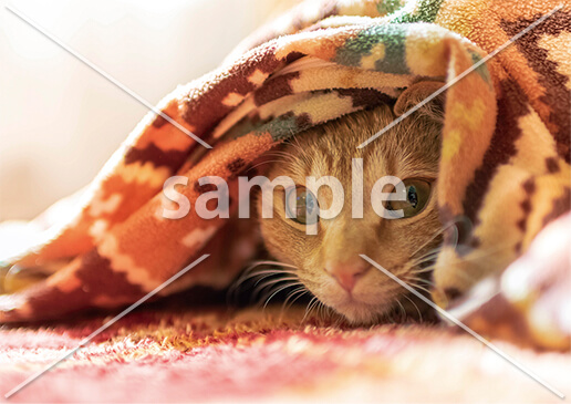 [1月] こたつ布団に包まれて