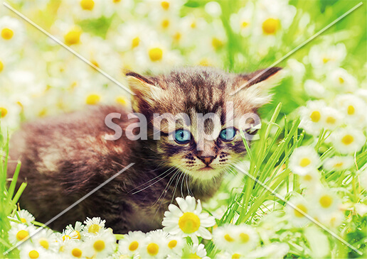 [3月] カモミール畑の子猫