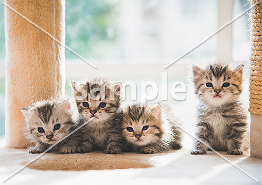 [5月] キャットタワーの上で