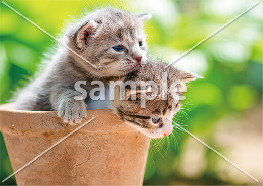 [6月] じゃれ合う子猫