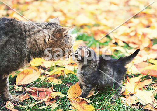 [11月] はじめましての挨拶