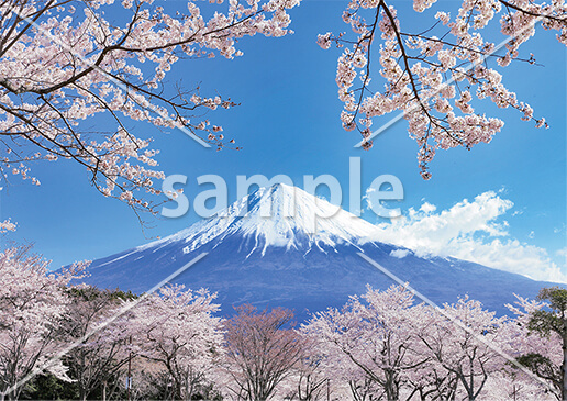 [4月] 満開の桜と富士山