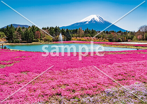 [5月] 富士山と芝桜