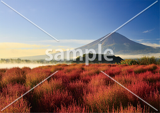 [10月] 紅葉したコキア