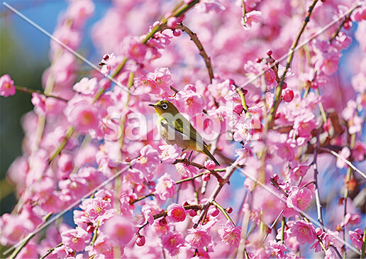 [3月] しだれ梅とメジロ