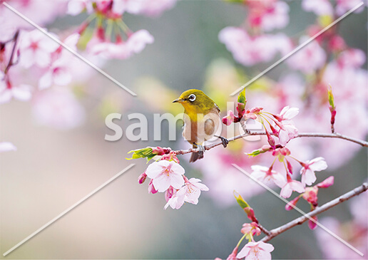 [3月/4月] 桜とメジロ