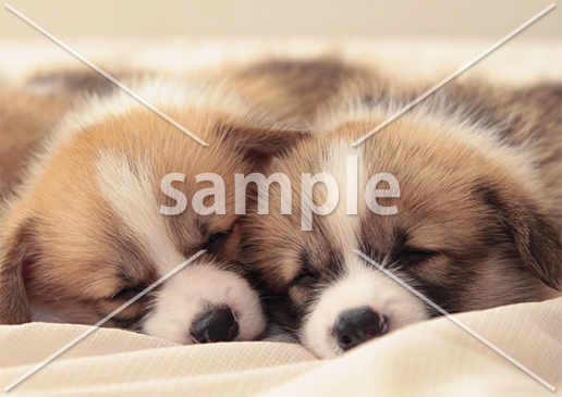 [1月] お昼寝中の子犬たち